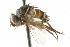  ( - CNC DIPTERA 105000)  @12 [ ] CreativeCommons - Attribution (2011) CNC/CBG Photography Group Centre for Biodiversity Genomics