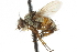  (Siphona plusiae - CNC DIPTERA 105005)  @13 [ ] CreativeCommons - Attribution (2011) CNC/CBG Photography Group Centre for Biodiversity Genomics