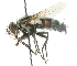  ( - CNC DIPTERA 105094)  @11 [ ] CreativeCommons - Attribution (2011) CNC/CBG Photography Group Centre for Biodiversity Genomics