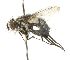  ( - CNC DIPTERA 105096)  @11 [ ] CreativeCommons - Attribution (2011) CNC/CBG Photography Group Centre for Biodiversity Genomics