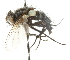  ( - CNC DIPTERA 105100)  @13 [ ] CreativeCommons - Attribution (2011) CNC/CBG Photography Group Centre for Biodiversity Genomics