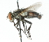  ( - CNC DIPTERA 105103)  @13 [ ] CreativeCommons - Attribution (2011) CNC/CBG Photography Group Centre for Biodiversity Genomics