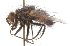  ( - CNC DIPTERA 105136)  @13 [ ] CreativeCommons - Attribution (2011) CNC/CBG Photography Group Centre for Biodiversity Genomics