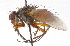  ( - CNC DIPTERA 105151)  @11 [ ] CreativeCommons - Attribution (2011) CNC/CBG Photography Group Centre for Biodiversity Genomics