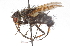  ( - CNC DIPTERA 105156)  @14 [ ] CreativeCommons - Attribution (2011) CNC/CBG Photography Group Centre for Biodiversity Genomics