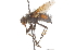  ( - CNC DIPTERA 105160)  @13 [ ] CreativeCommons - Attribution (2011) CNC/CBG Photography Group Centre for Biodiversity Genomics