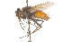  ( - CNC DIPTERA 105164)  @13 [ ] CreativeCommons - Attribution (2011) CNC/CBG Photography Group Centre for Biodiversity Genomics