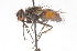  ( - CNC DIPTERA 105166)  @14 [ ] CreativeCommons - Attribution (2011) CNC/CBG Photography Group Centre for Biodiversity Genomics