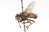  ( - CNC DIPTERA 105168)  @13 [ ] CreativeCommons - Attribution (2011) CNC/CBG Photography Group Centre for Biodiversity Genomics