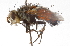  ( - CNC DIPTERA 105178)  @14 [ ] CreativeCommons - Attribution (2011) CNC/CBG Photography Group Centre for Biodiversity Genomics