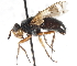 ( - CNC DIPTERA 105016)  @11 [ ] CreativeCommons - Attribution (2011) CNC/CBG Photography Group Centre for Biodiversity Genomics