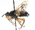  ( - CNC DIPTERA 105017)  @11 [ ] CreativeCommons - Attribution (2011) CNC/CBG Photography Group Centre for Biodiversity Genomics