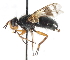  ( - CNC DIPTERA 105018)  @14 [ ] CreativeCommons - Attribution (2011) CNC/CBG Photography Group Centre for Biodiversity Genomics