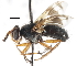  ( - CNC DIPTERA 105019)  @11 [ ] CreativeCommons - Attribution (2011) CNC/CBG Photography Group Centre for Biodiversity Genomics