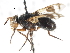  ( - CNC DIPTERA 105020)  @11 [ ] CreativeCommons - Attribution (2011) CNC/CBG Photography Group Centre for Biodiversity Genomics
