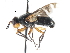  ( - CNC DIPTERA 105021)  @13 [ ] CreativeCommons - Attribution (2011) CNC/CBG Photography Group Centre for Biodiversity Genomics