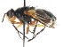  ( - CNC DIPTERA 105022)  @13 [ ] CreativeCommons - Attribution (2011) CNC/CBG Photography Group Centre for Biodiversity Genomics