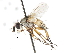  (Siphona sp. 1 - CNC DIPTERA 105029)  @13 [ ] CreativeCommons - Attribution (2011) CNC/CBG Photography Group Centre for Biodiversity Genomics