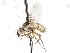  ( - CNC DIPTERA 105033)  @13 [ ] CreativeCommons - Attribution (2011) CNC/CBG Photography Group Centre for Biodiversity Genomics