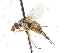  ( - CNC DIPTERA 105034)  @13 [ ] CreativeCommons - Attribution (2011) CNC/CBG Photography Group Centre for Biodiversity Genomics
