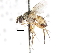 (Siphona multifaria - CNC DIPTERA 105035)  @15 [ ] CreativeCommons - Attribution (2011) CNC/CBG Photography Group Centre for Biodiversity Genomics
