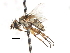  (Siphona medialis - CNC DIPTERA 105038)  @11 [ ] CreativeCommons - Attribution (2011) CNC/CBG Photography Group Centre for Biodiversity Genomics