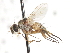  ( - CNC DIPTERA 105039)  @13 [ ] CreativeCommons - Attribution (2011) CNC/CBG Photography Group Centre for Biodiversity Genomics