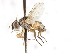  ( - CNC DIPTERA 105041)  @13 [ ] CreativeCommons - Attribution (2011) CNC/CBG Photography Group Centre for Biodiversity Genomics