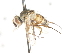 ( - CNC DIPTERA 105043)  @11 [ ] CreativeCommons - Attribution (2011) CNC/CBG Photography Group Centre for Biodiversity Genomics