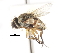  (Siphona futilis - CNC DIPTERA 105046)  @14 [ ] CreativeCommons - Attribution (2011) CNC/CBG Photography Group Centre for Biodiversity Genomics