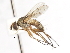  ( - CNC DIPTERA 105047)  @14 [ ] CreativeCommons - Attribution (2011) CNC/CBG Photography Group Centre for Biodiversity Genomics