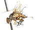  ( - CNC DIPTERA 105048)  @11 [ ] CreativeCommons - Attribution (2011) CNC/CBG Photography Group Centre for Biodiversity Genomics