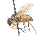  ( - CNC DIPTERA 105050)  @13 [ ] CreativeCommons - Attribution (2011) CNC/CBG Photography Group Centre for Biodiversity Genomics
