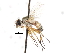  (Siphona pisinnia - CNC DIPTERA 105058)  @14 [ ] CreativeCommons - Attribution (2011) CNC/CBG Photography Group Centre for Biodiversity Genomics