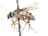  (Siphona intrudens - CNC DIPTERA 105063)  @14 [ ] CreativeCommons - Attribution (2011) CNC/CBG Photography Group Centre for Biodiversity Genomics