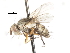  ( - CNC DIPTERA 105064)  @13 [ ] CreativeCommons - Attribution (2011) CNC/CBG Photography Group Centre for Biodiversity Genomics