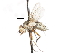  ( - CNC DIPTERA 105066)  @12 [ ] CreativeCommons - Attribution (2011) CNC/CBG Photography Group Centre for Biodiversity Genomics
