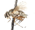 ( - CNC DIPTERA 105067)  @13 [ ] CreativeCommons - Attribution (2011) CNC/CBG Photography Group Centre for Biodiversity Genomics