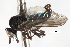  ( - CNC DIPTERA 103398)  @13 [ ] CreativeCommons - Attribution (2011) CNC/CBG Photography Group Centre for Biodiversity Genomics