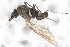  (Heleodromia boreoalpina - CNC DIPTERA 103410)  @11 [ ] CreativeCommons - Attribution (2011) CNC/CBG Photography Group Centre for Biodiversity Genomics