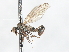  ( - CNC DIPTERA 103412)  @11 [ ] CreativeCommons - Attribution (2011) CNC/CBG Photography Group Centre for Biodiversity Genomics