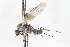  ( - CNC DIPTERA 103413)  @11 [ ] CreativeCommons - Attribution (2011) CNC/CBG Photography Group Centre for Biodiversity Genomics