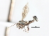  ( - CNC DIPTERA 103415)  @11 [ ] CreativeCommons - Attribution (2011) CNC/CBG Photography Group Centre for Biodiversity Genomics