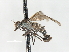  ( - CNC DIPTERA 103419)  @11 [ ] CreativeCommons - Attribution (2011) CNC/CBG Photography Group Centre for Biodiversity Genomics