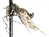  (Heleodromia chillcotti - CNC DIPTERA 103420)  @13 [ ] CreativeCommons - Attribution (2011) CNC/CBG Photography Group Centre for Biodiversity Genomics