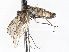  ( - CNC DIPTERA 103421)  @12 [ ] CreativeCommons - Attribution (2011) CNC/CBG Photography Group Centre for Biodiversity Genomics