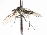  ( - CNC DIPTERA 103422)  @13 [ ] CreativeCommons - Attribution (2011) CNC/CBG Photography Group Centre for Biodiversity Genomics