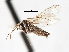  ( - CNC DIPTERA 103423)  @11 [ ] CreativeCommons - Attribution (2011) CNC/CBG Photography Group Centre for Biodiversity Genomics