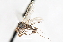  ( - CNC DIPTERA 103424)  @11 [ ] CreativeCommons - Attribution (2011) CNC/CBG Photography Group Centre for Biodiversity Genomics