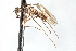  (Heleodromia sp. 1 - CNC DIPTERA 103425)  @11 [ ] CreativeCommons - Attribution (2011) CNC/CBG Photography Group Centre for Biodiversity Genomics